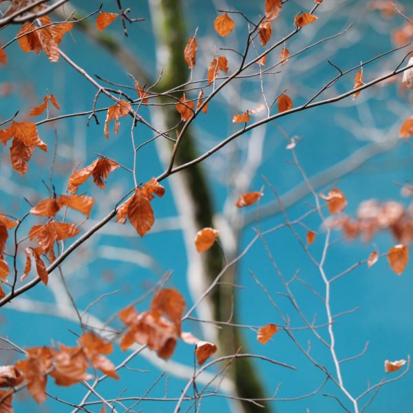 animations_novembre