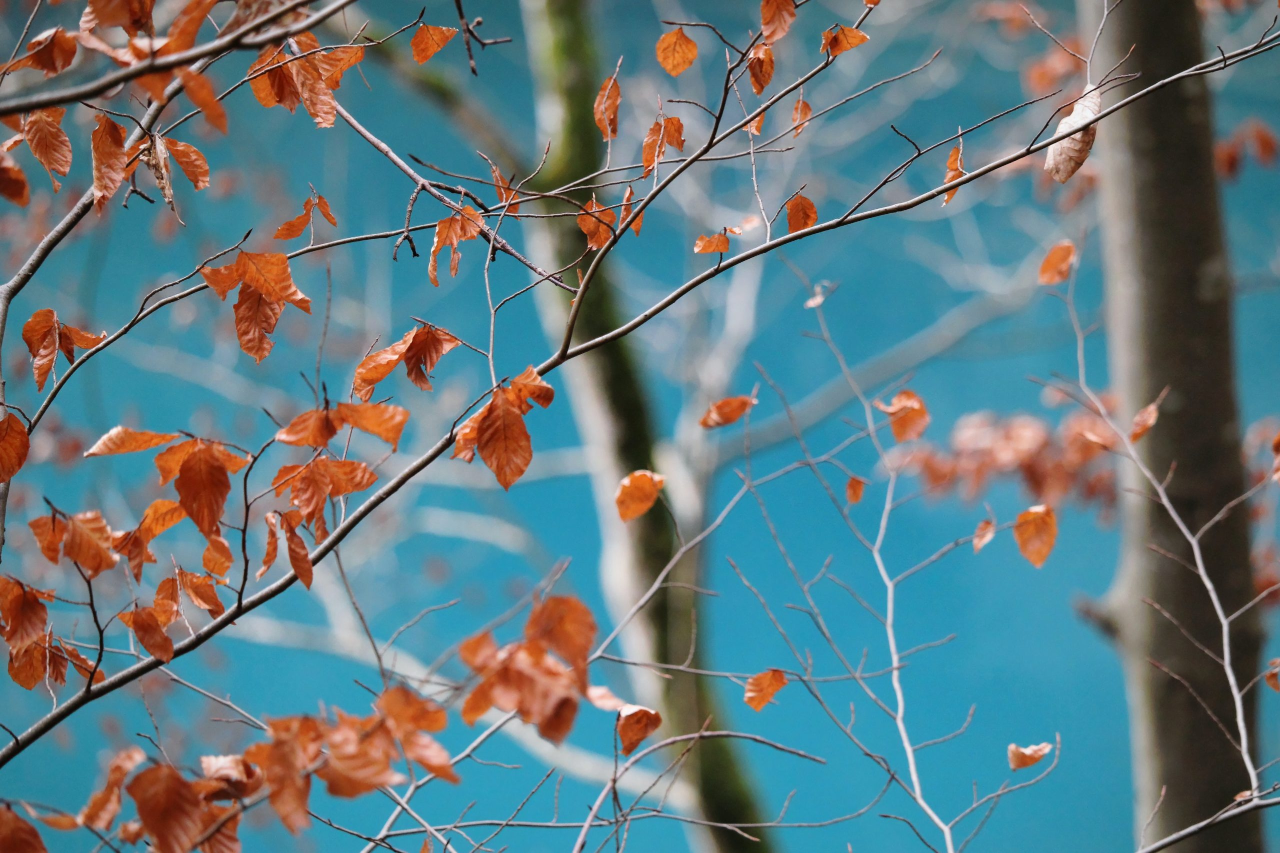 Programme des animations du mois de Novembre