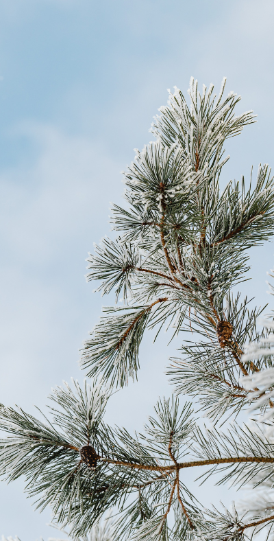 Programme des animations du mois de janvier