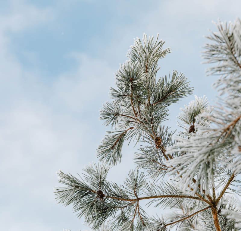 Programme des animations du mois de janvier