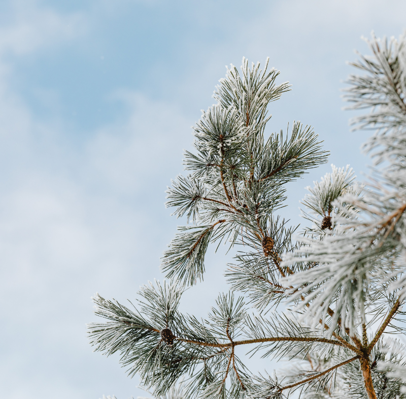 Programme des animations du mois de janvier