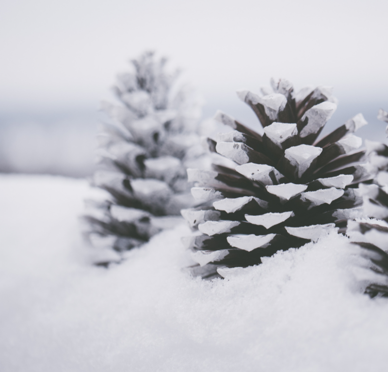 Programme des animations du mois de février