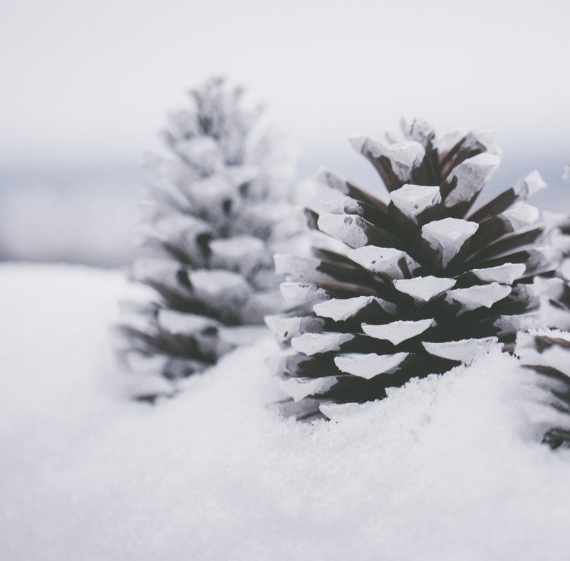 Programme des animations du mois de février