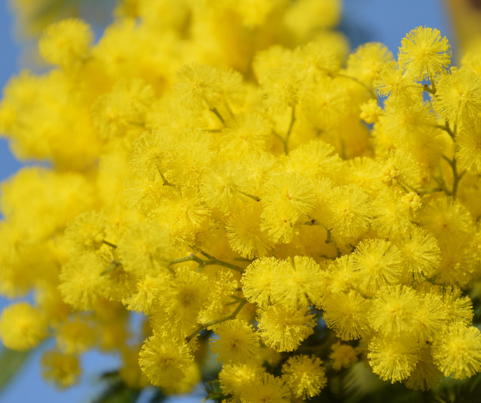 Programme des animations du mois de mars