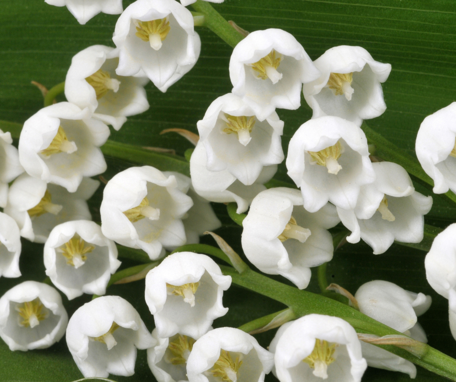 Programme des animations du mois de mai